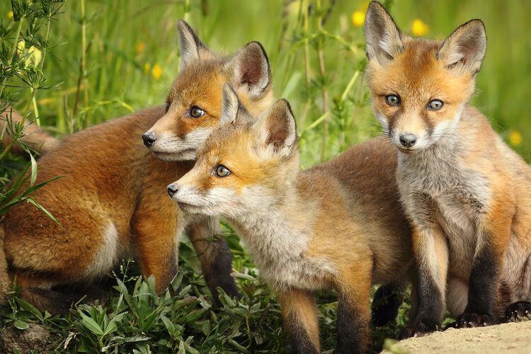 fox populations