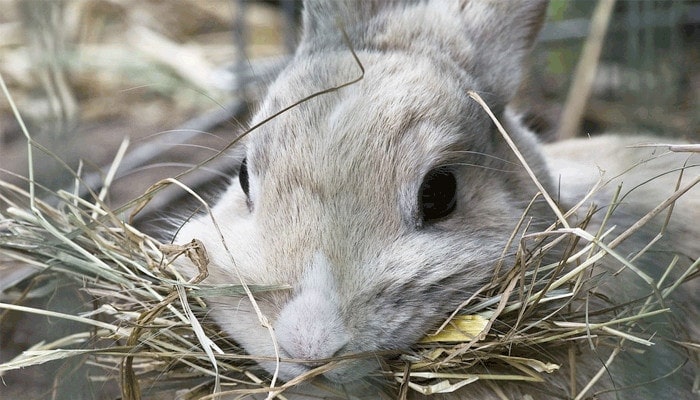 best rabbit hay feeder