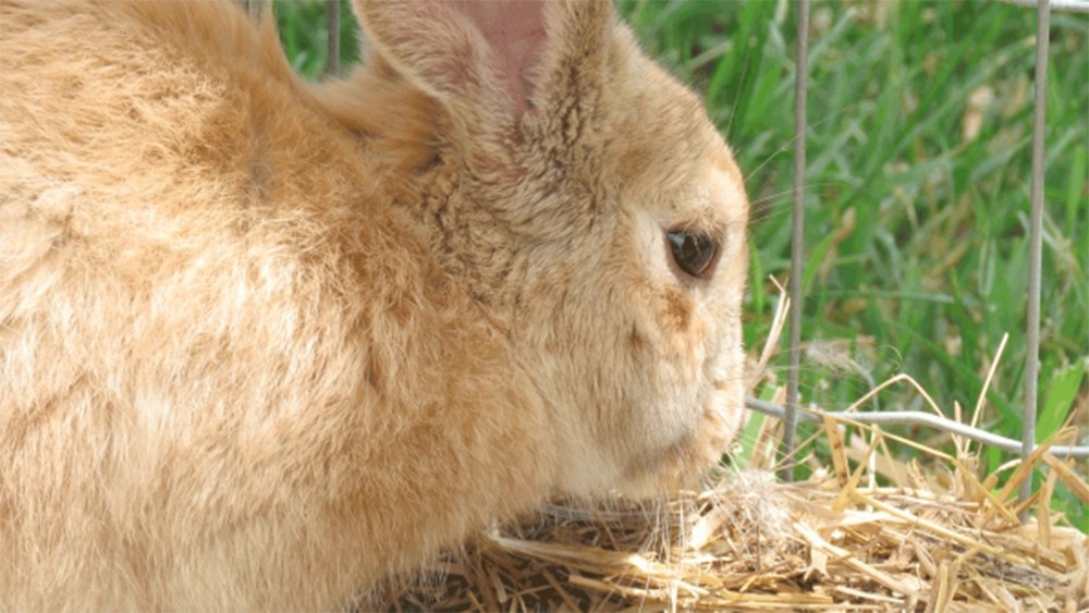 best weight gain food for rabbits