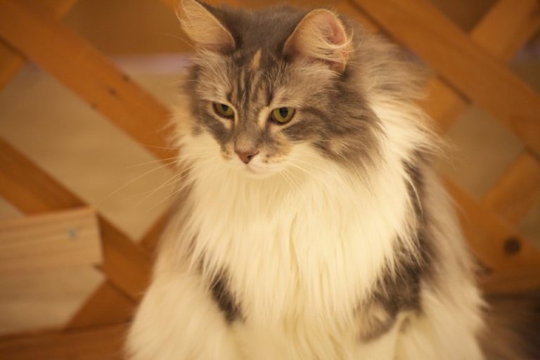 cymric manx longhair cat